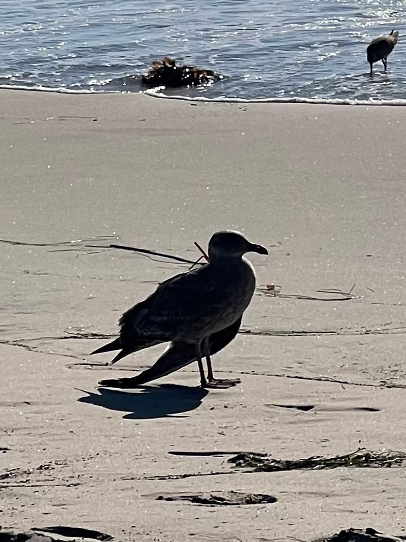 Wildlife Cameos You Did Not Plan For