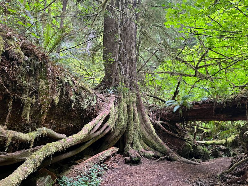 Why Fog Turns These Trails Into a Fairytale Landscape