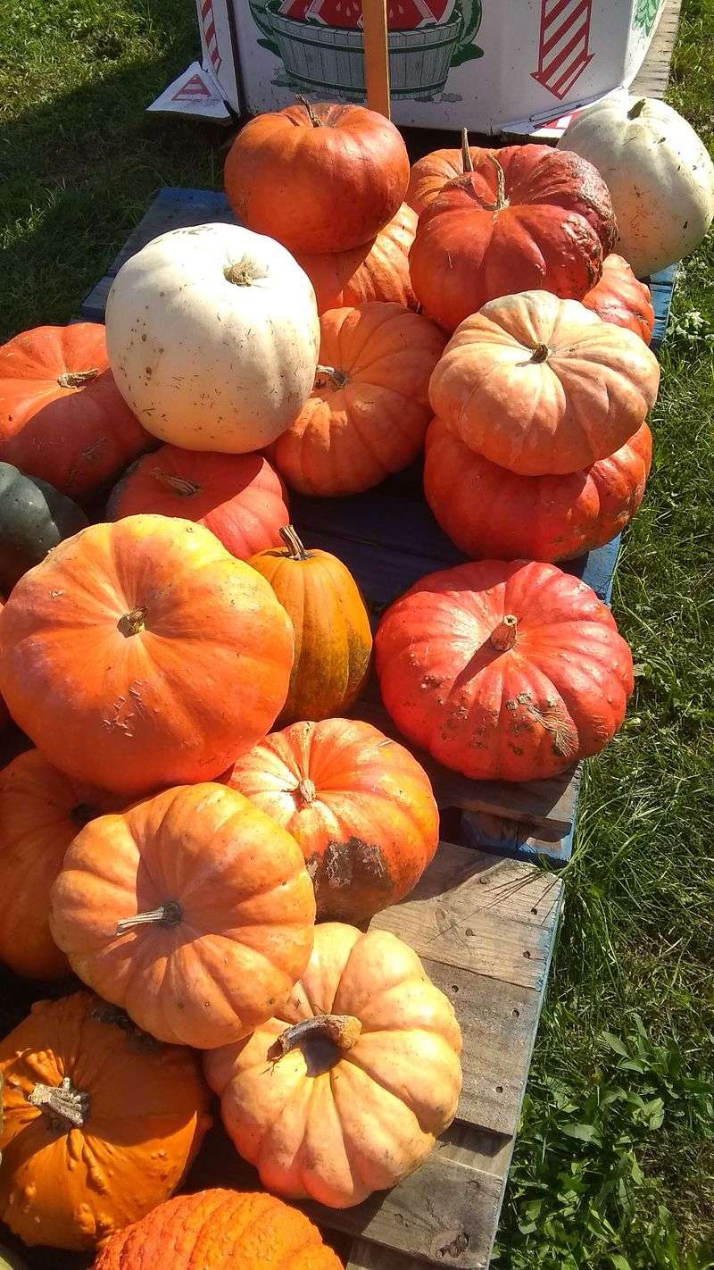The Scenery and Farmland That Frame the Market Experience