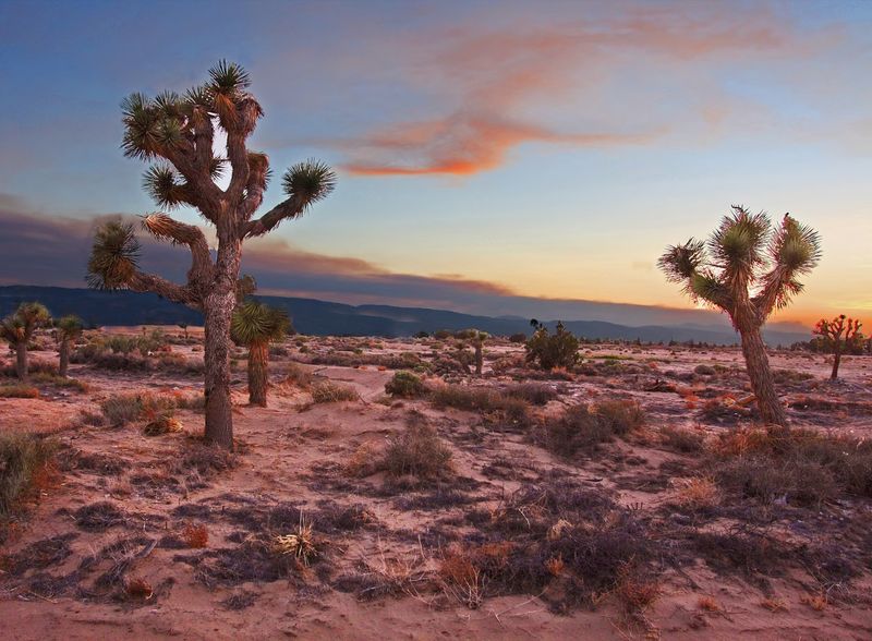 Mojave Desert in Nevada