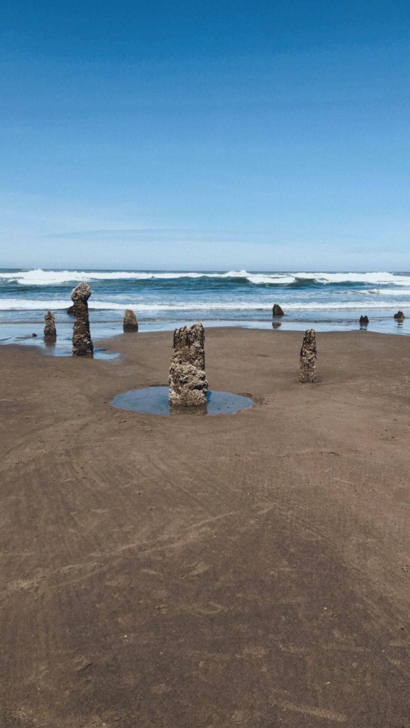 A Forest That Plays Hide and Seek With the Ocean