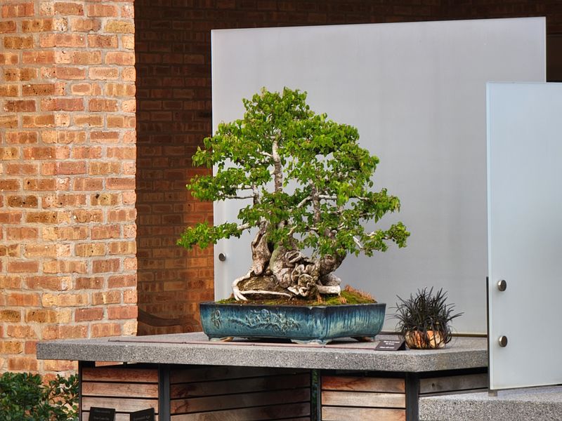 Chicago Botanic Garden