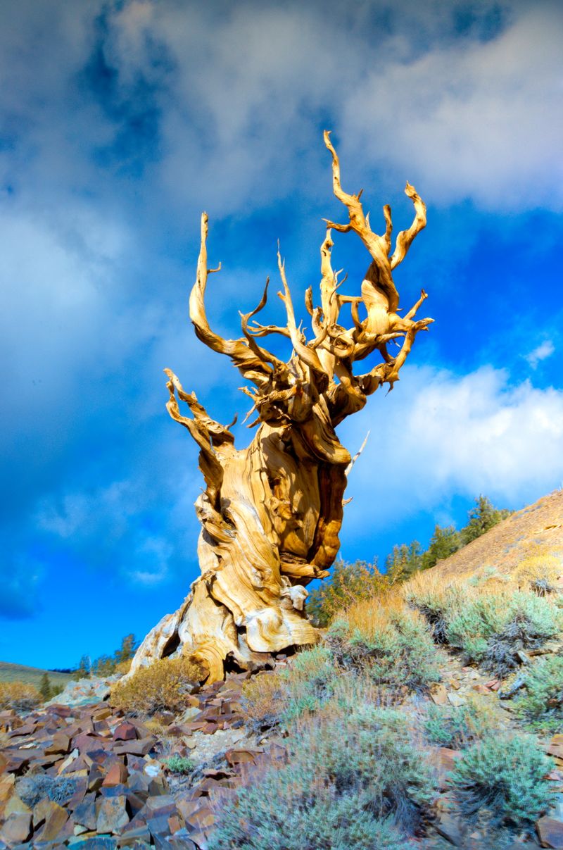 Ancient Bristlecone Pine Forest