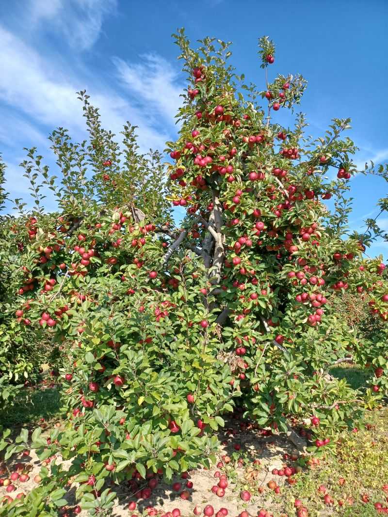 Hendersonville Main Street Blooms and Apple Heritage