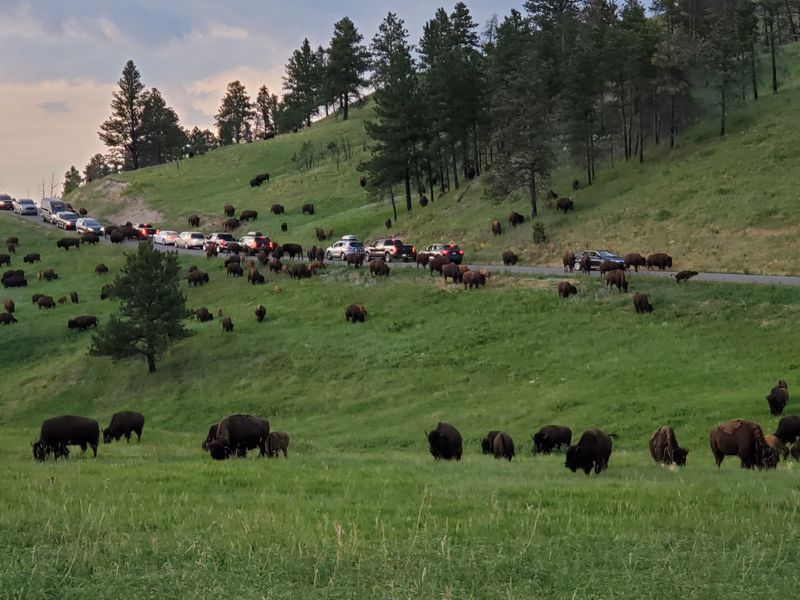 Custer State Park and Wildlife Loop
