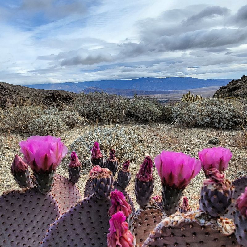 Desert wildflower strategy for bloom season