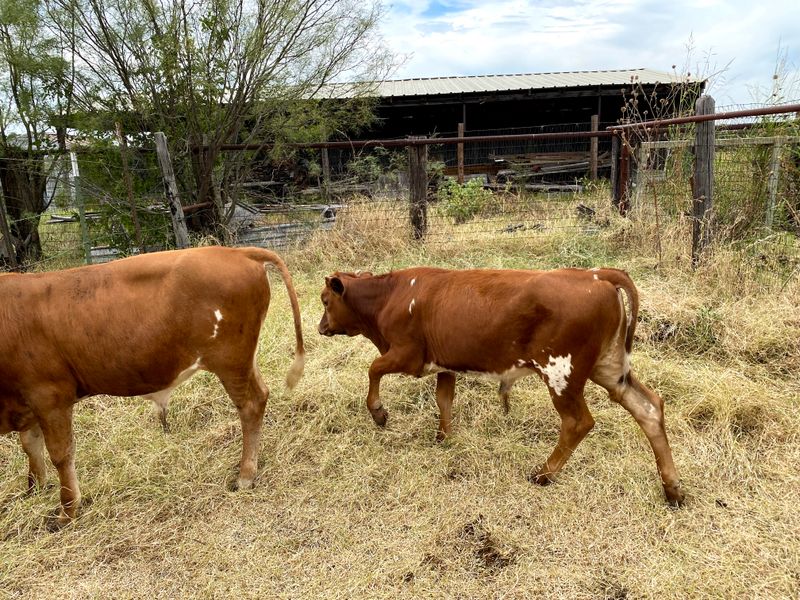 Milking Someone Else’s Cow Is Illegal (Myth Today)