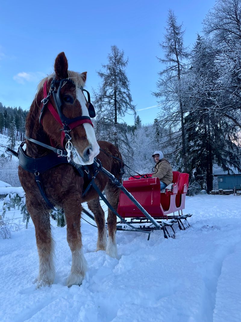 Horse Drawn Sleigh Rides Through Snowy Meadows