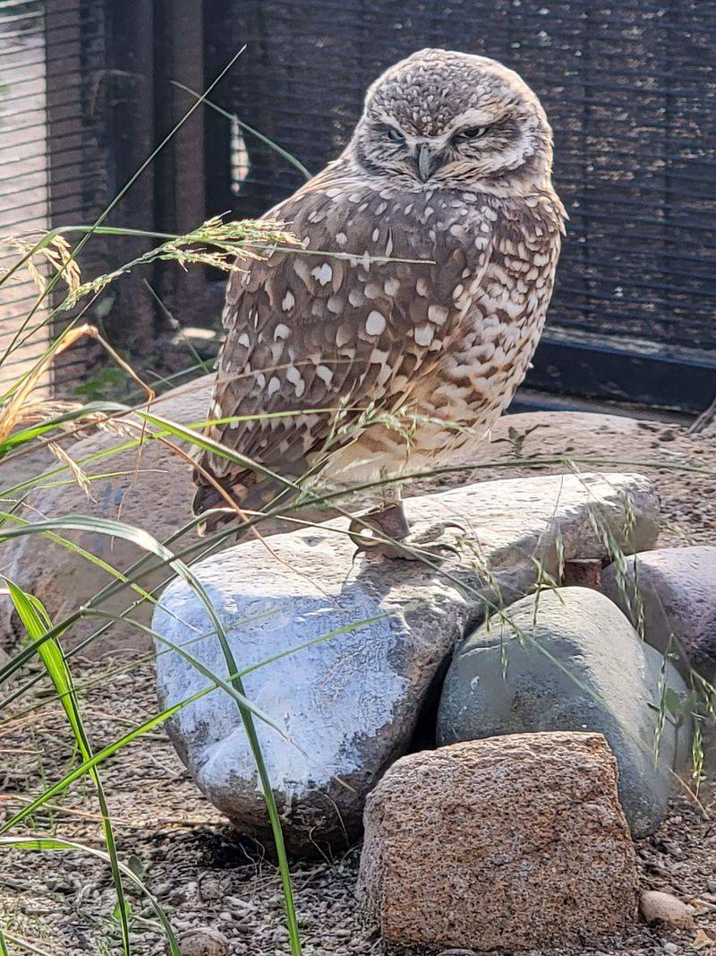 Wildlife Comes To Town At Night