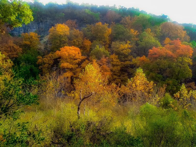 Lost Maples State Natural Area
