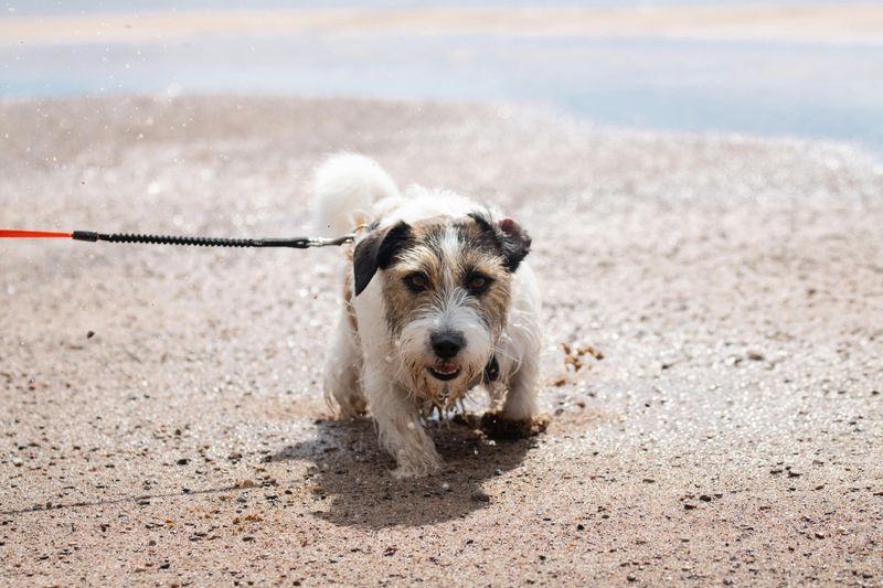 Bringing A Dog Into A No-Dog Zone To Cut Across