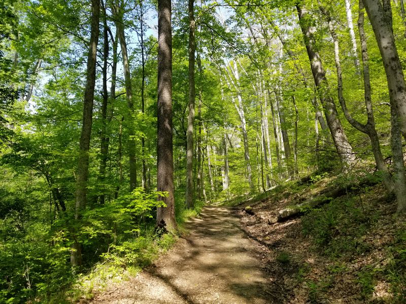 Mohican Memorial State Park