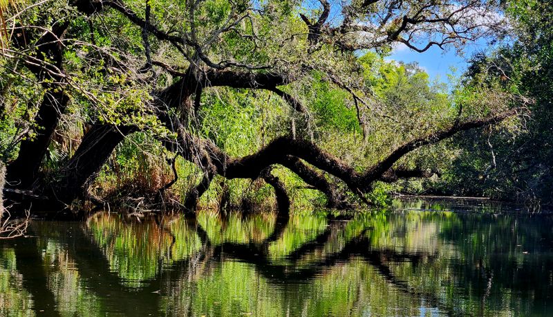 The Estero River Moving Slow Enough to Disappear