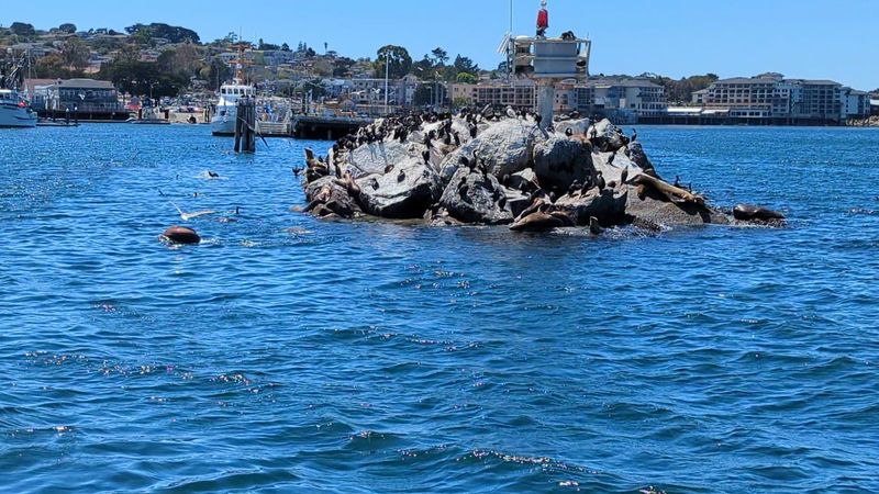 Harbor Seals Singing Their Evening Chorus