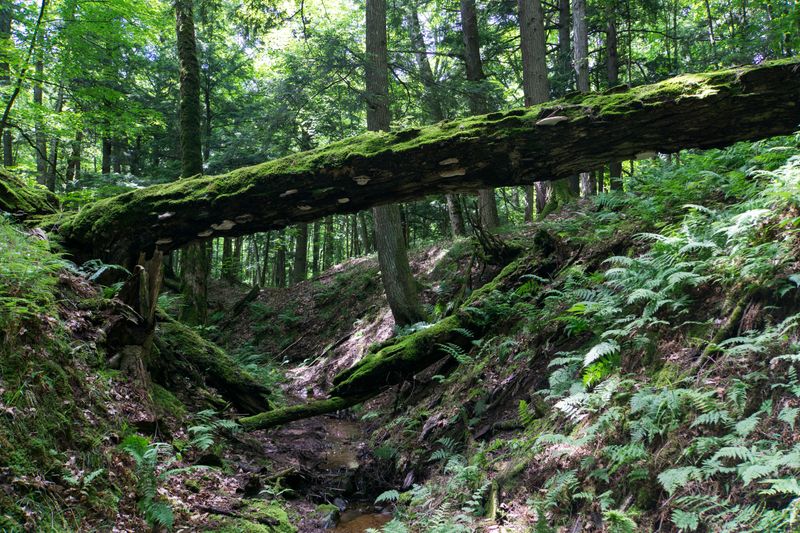 Sturgeon River Gorge Wilderness
