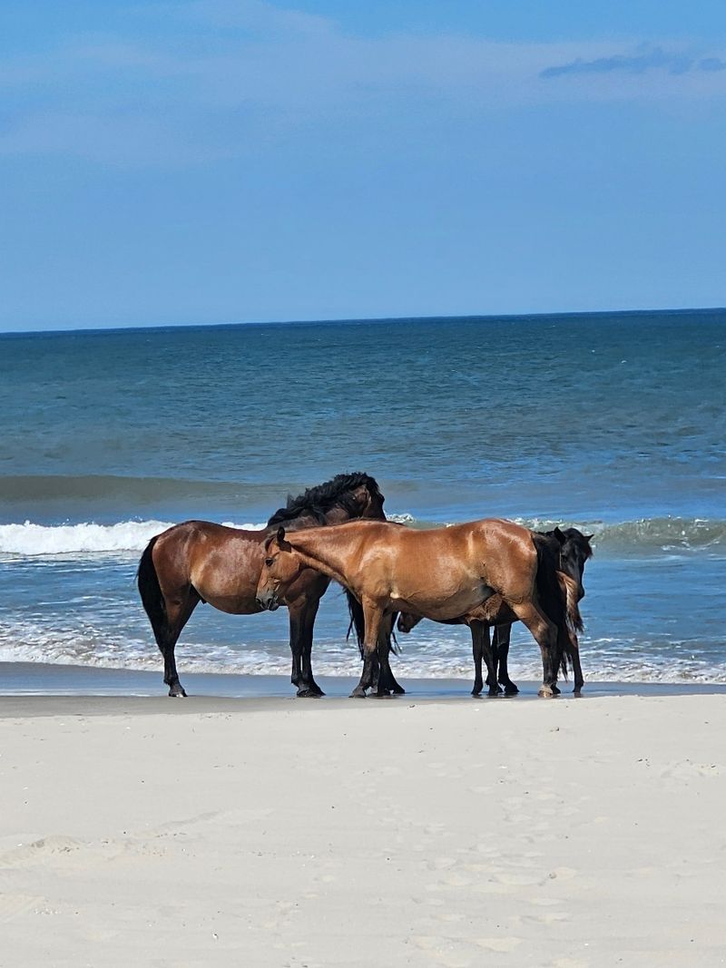 Wild Horses of Corolla, Observed Respectfully