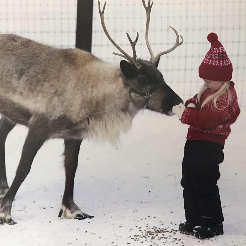 Friendly Encounters With Reindeer