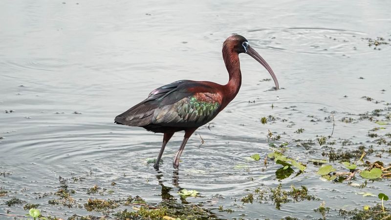 Incredible Wildlife Watching Opportunities