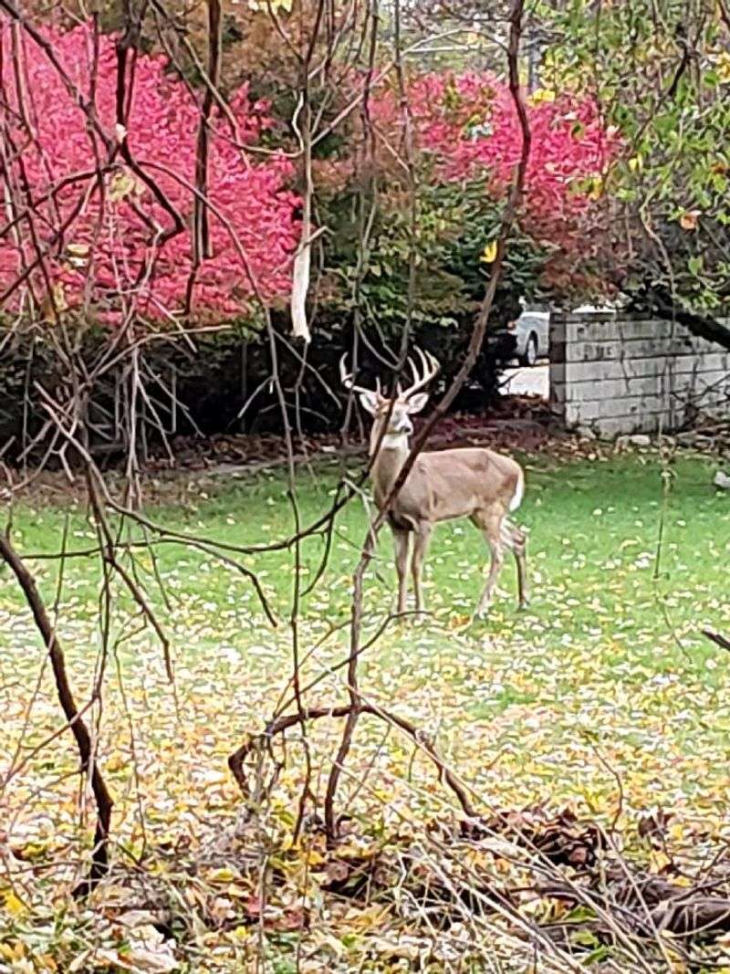 Proximity to Nature Trails