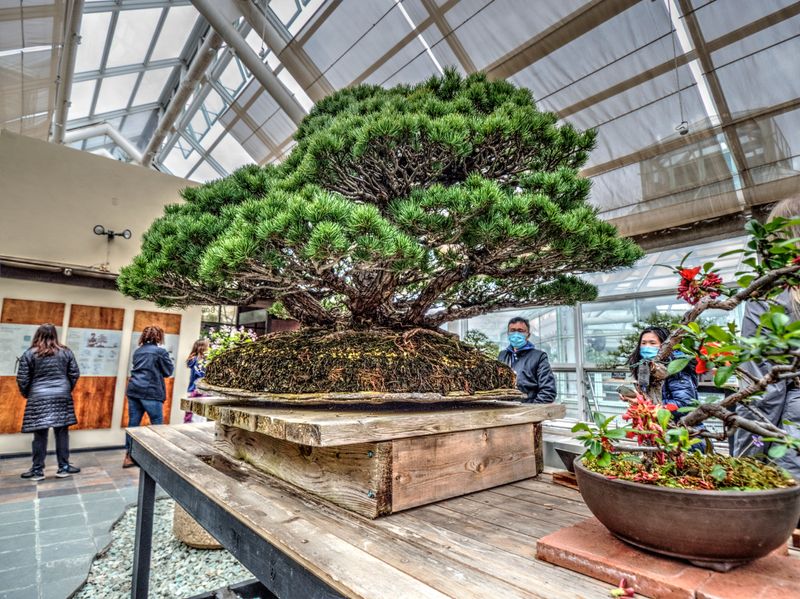 Bonsai Room, Small Trees, Big Drama