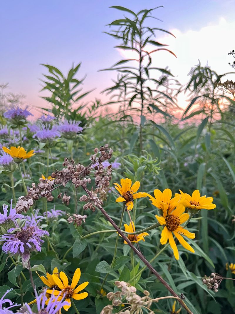 Midewin National Tallgrass Prairie