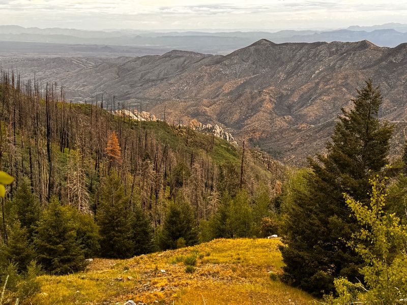 Escaping The Heat On Mount Lemmon