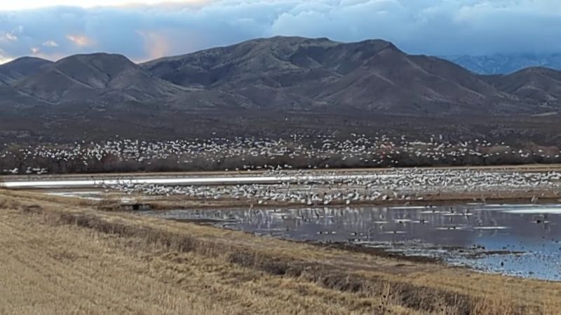 Bosque del Apache National Wildlife Refuge