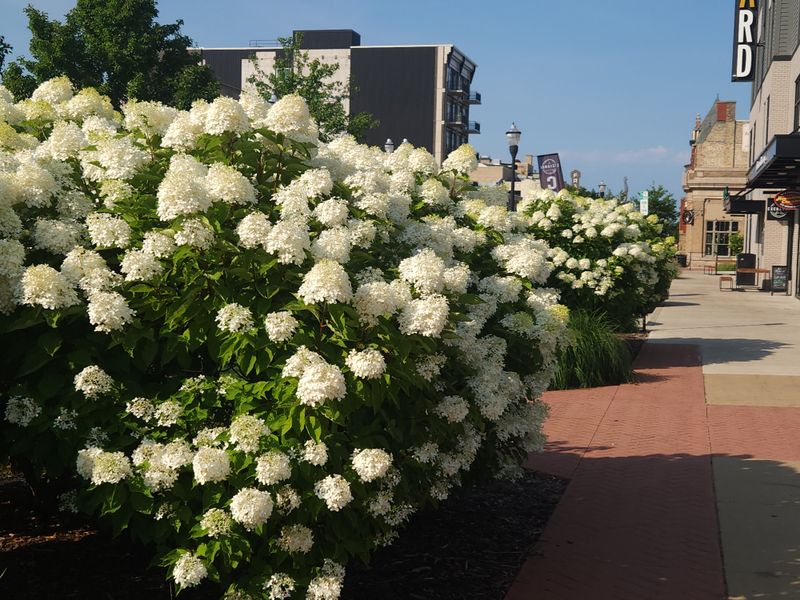 Flexible Stroll Format