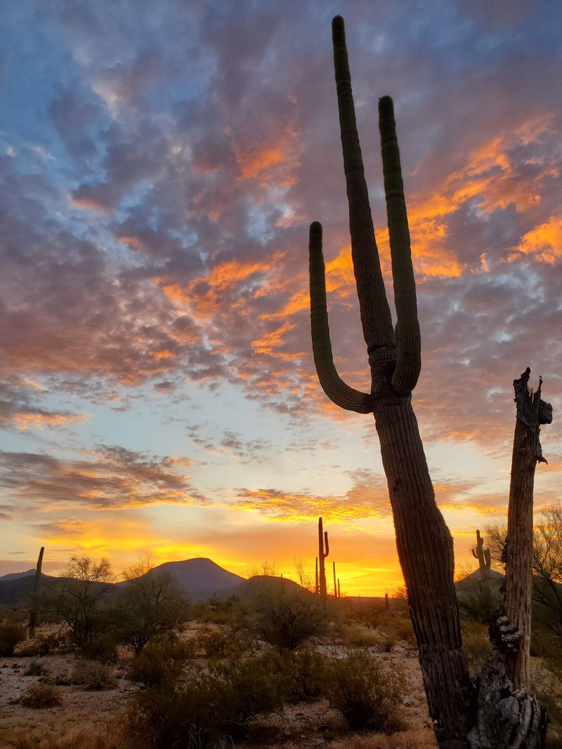Sand Tanks Wilderness
