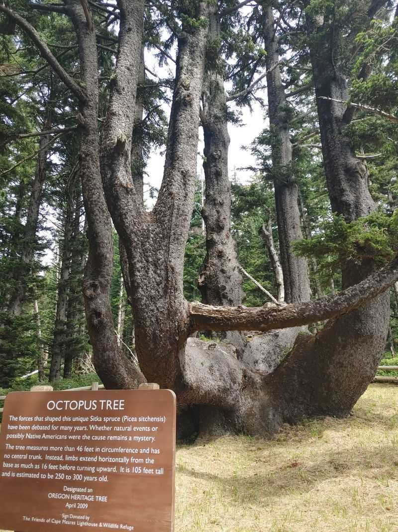 The Octopus Tree, Cape Meares