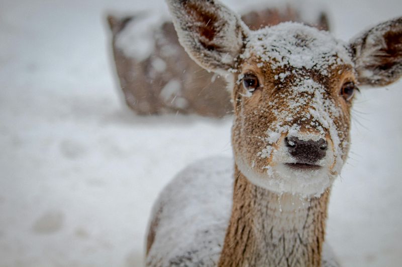 Wildlife Watching in Winter Stillness