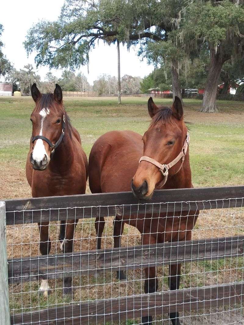 The Horse Country of Ocala and Marion County