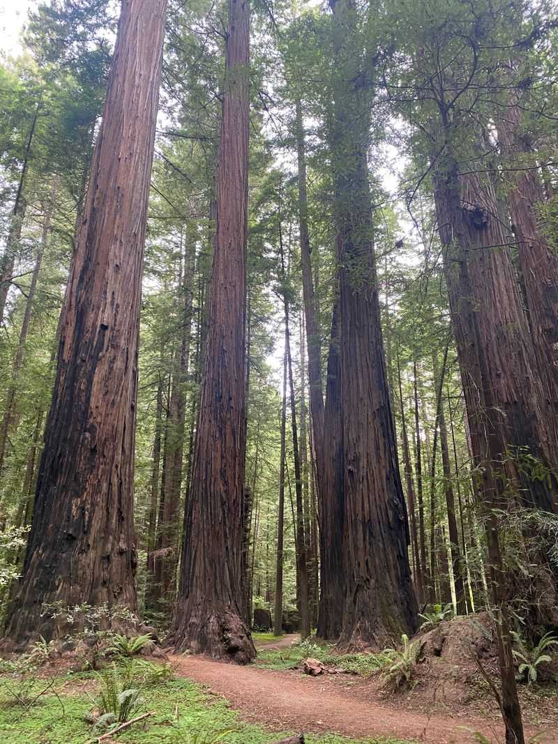 Avenue of the Giants Through Ancient Redwoods