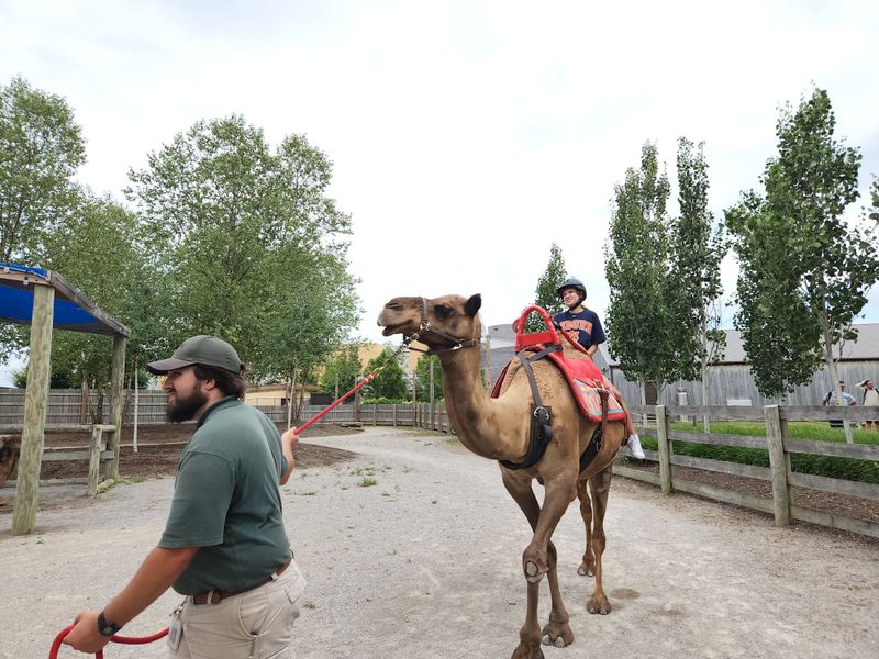 The Ararat Ridge Zoo and petting area