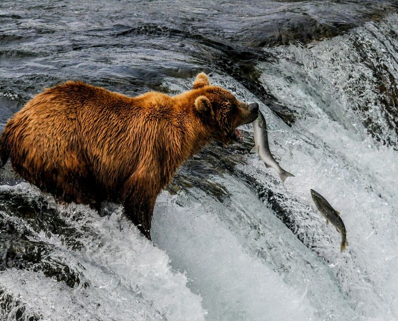 Brooks Falls, Katmai National Park, 1000 Silver Street, Building 603, King Salmon, AK 99613