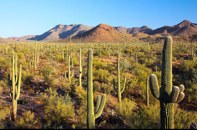 Sonoran Desert: The Golden Hour Paradise