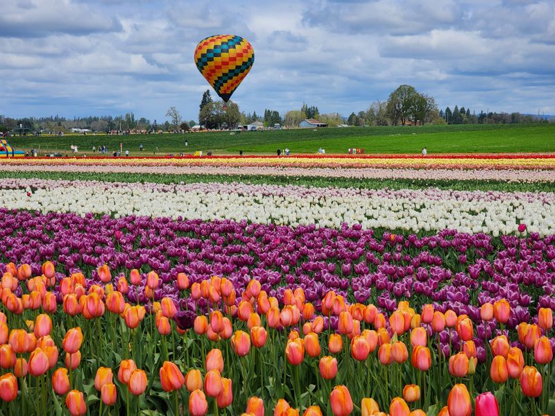 Wooden Shoe Tulip Festival (33814 S Meridian Rd Woodburn, OR 97071)