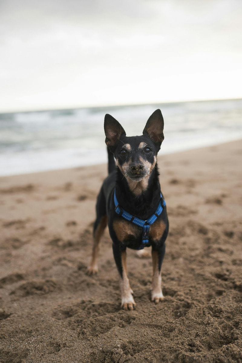 Allowing a Dog to Roam Unleashed on Coastal Trails and Beaches