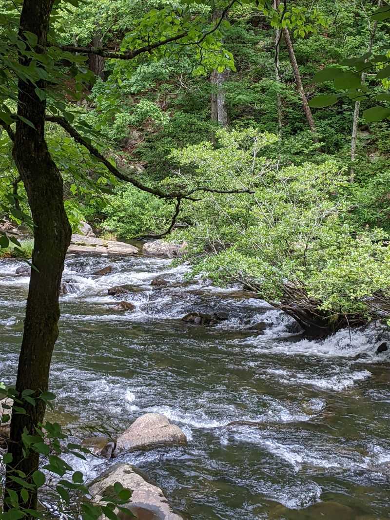 Tellico River Trails Let You Wander Until Worry Fades