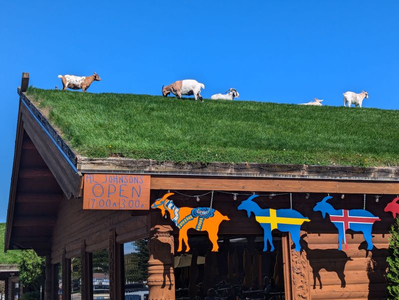 Goats on the Roof at Al Johnson's Swedish Restaurant