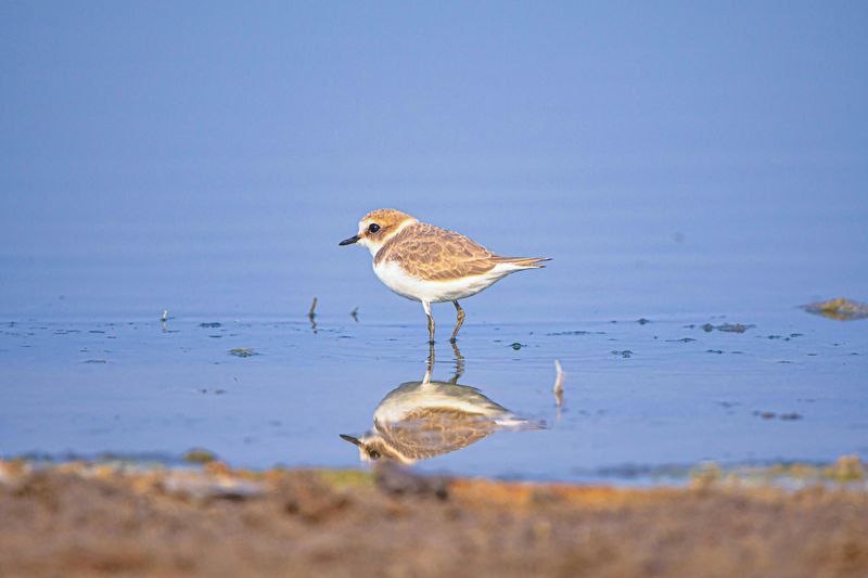 Using Protected Plover Beaches As A Quick Connector