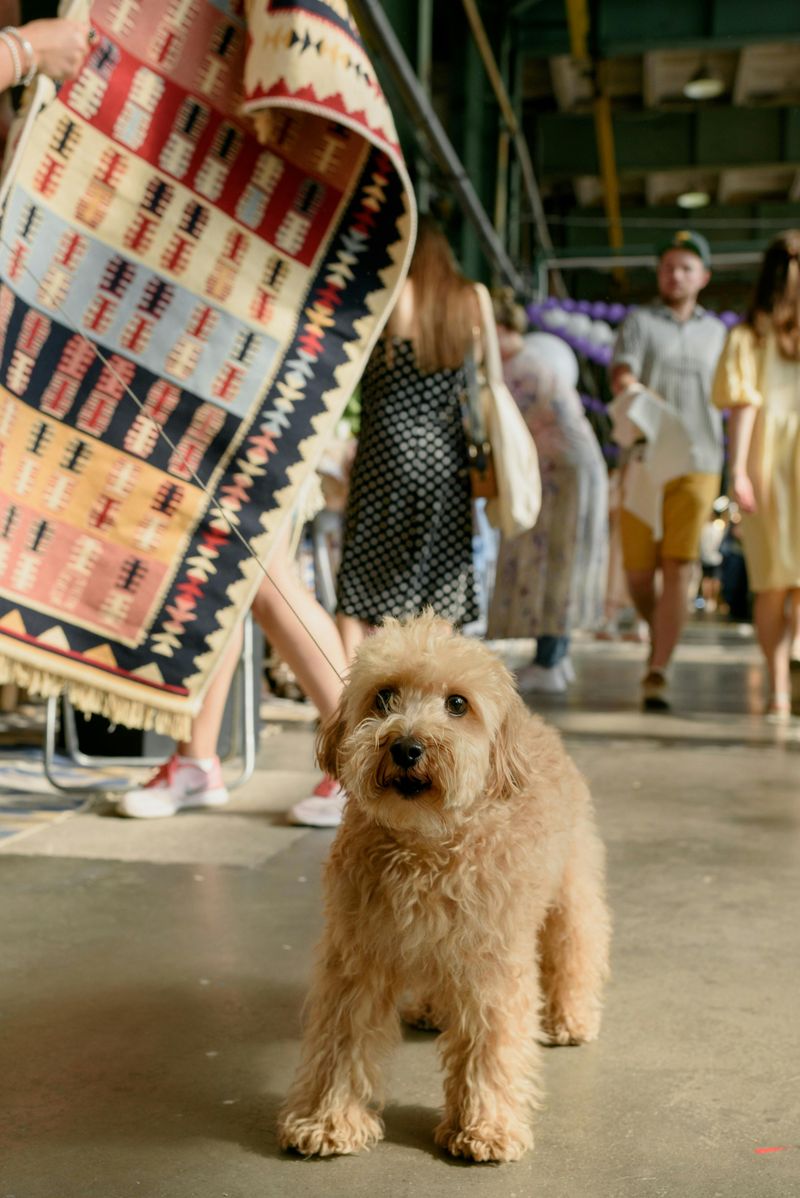 Stroller and Dog Traffic Jams