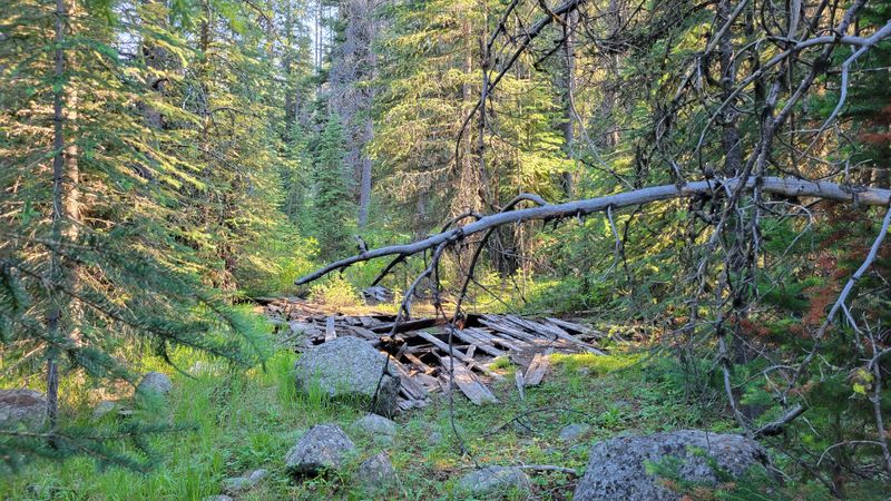 Forest And Fog, Ever Present