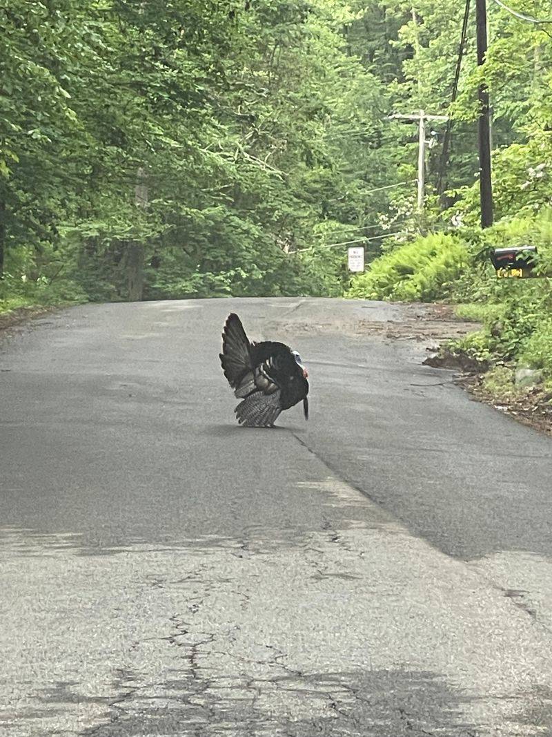 Split Rock Road, Rockaway Township
