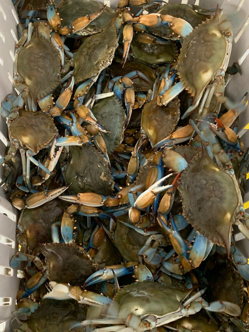 Seafood Arrives Fresh From the Gulf and Nearby Atchafalaya Basin