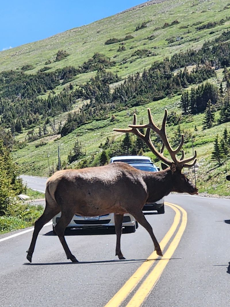 Trail Ridge Road gateway days
