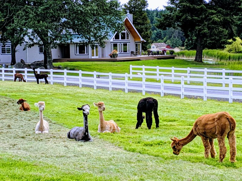 Alpacas And Island Farms