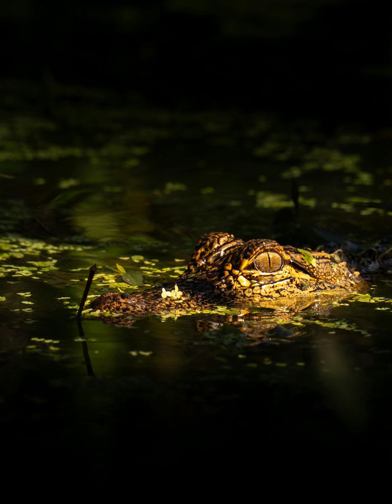 Your Crumbs Attract Bigger Problems