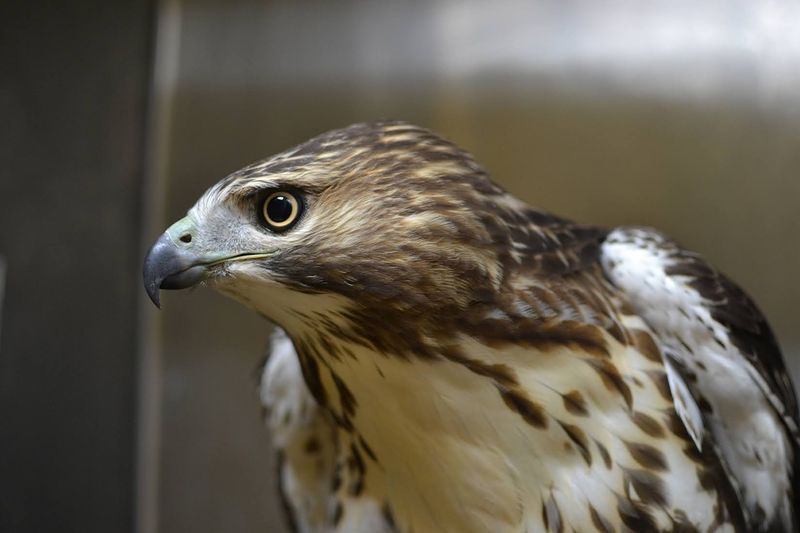 Touching or Relocating Baby Animals Is Prohibited