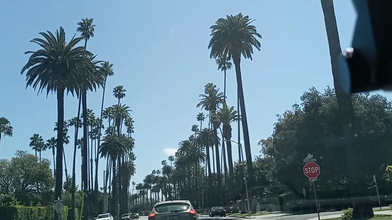 Blocking Traffic For Palm Tree Photos